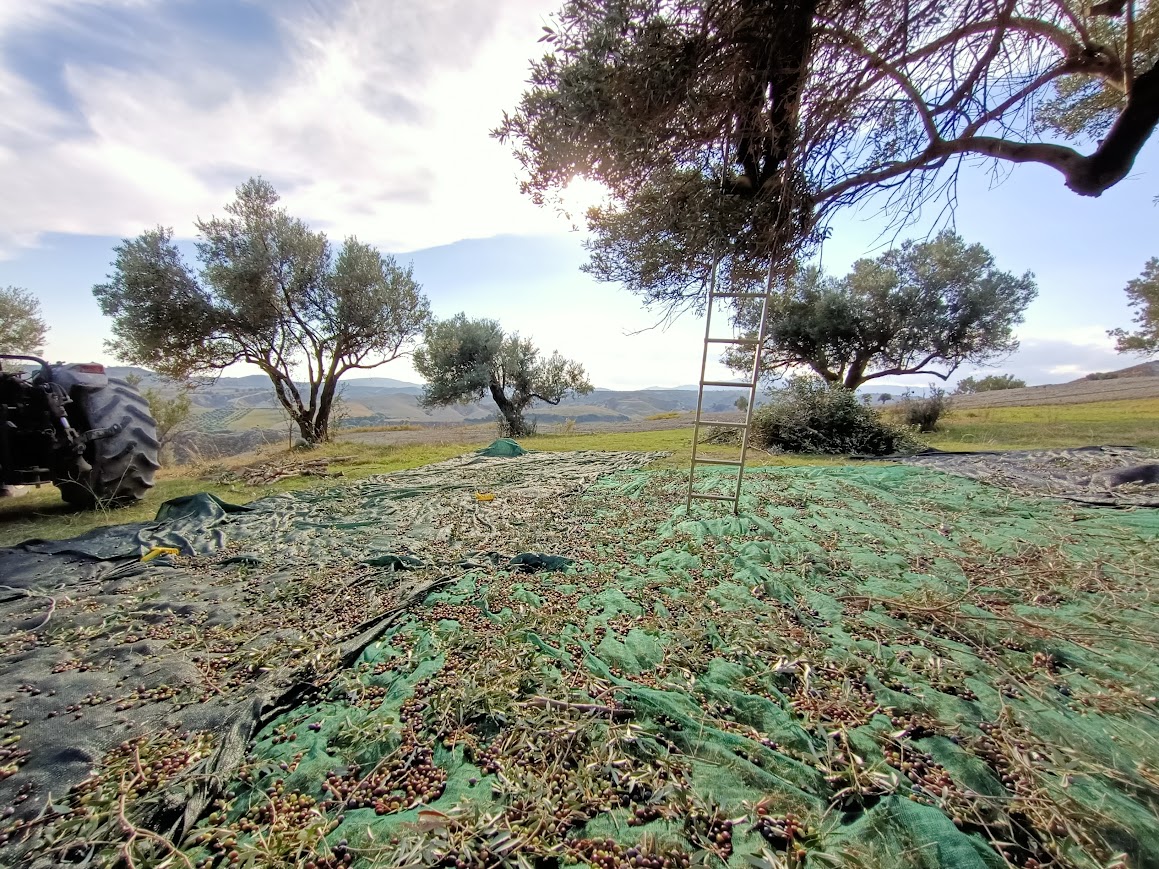Olio Extravergine di Oliva Mulino Galati Calabria