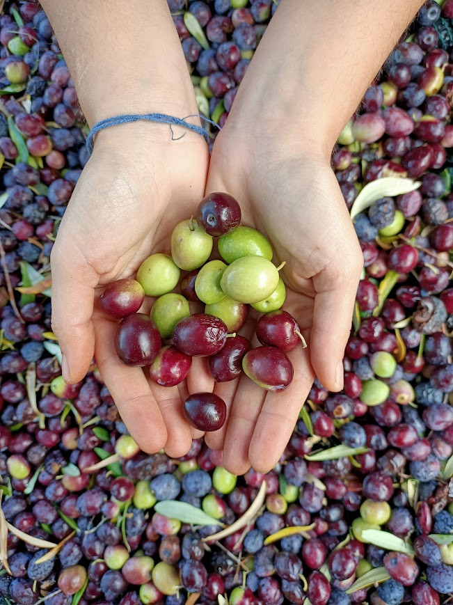 La Tradizione dell'Olio Extravergine di Oliva